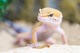 leopard gecko looking happy