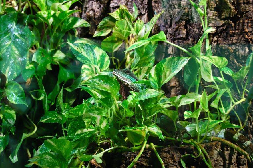  plantas de terrario de selva tropical