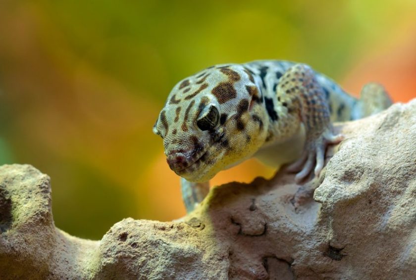 Leopard geckos (and most reptiles) require a heat gradient in