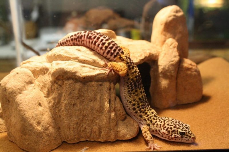 nudler fortvivlelse præambel Leopard Gecko Habitat: A Guide to the Ideal Tank Setup