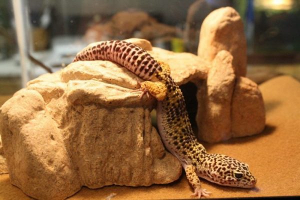 Leopard Gecko Lighting Needs and 