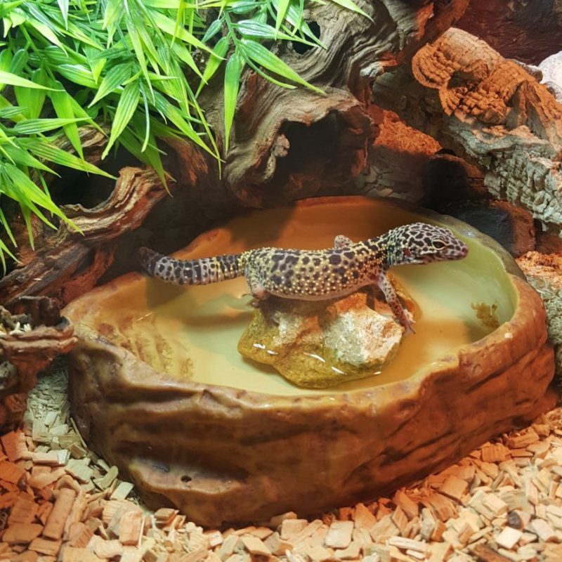 Leopard Gecko Habitat A Guide To The Ideal Tank Setup