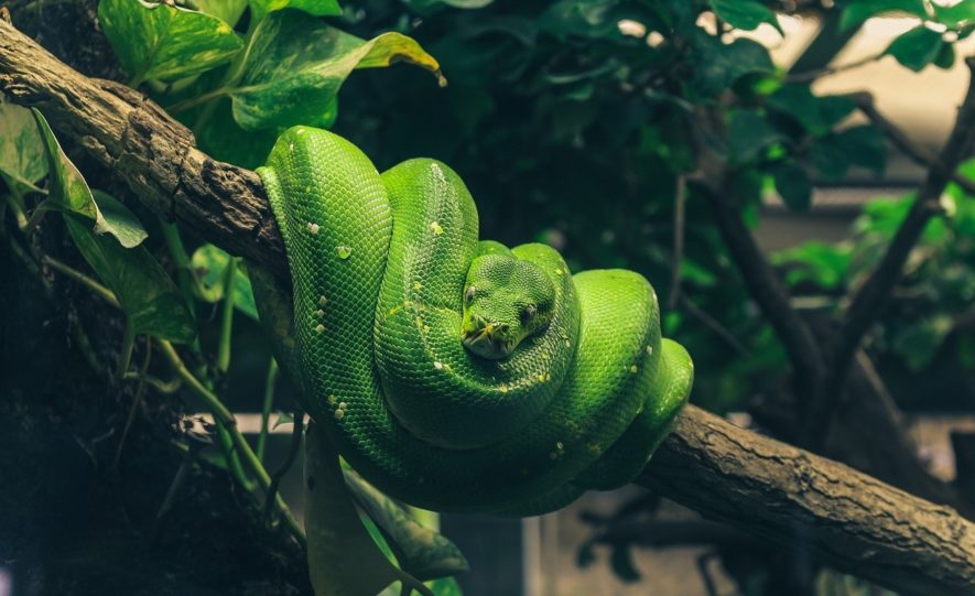  riscaldamento del terrario