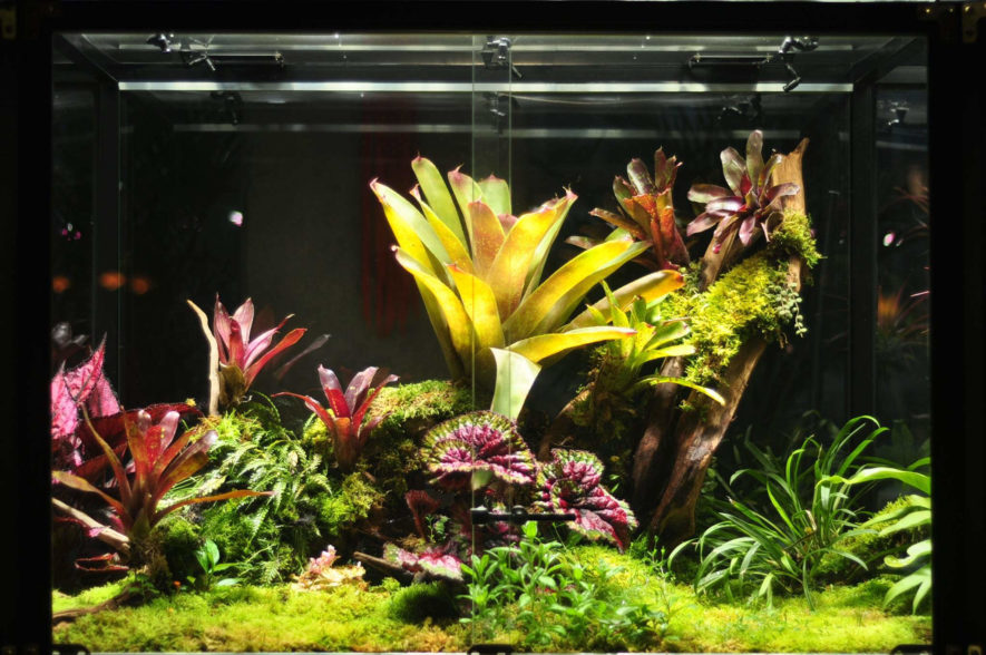 How To Build A Rainforest Terrarium A Step By Step Guide