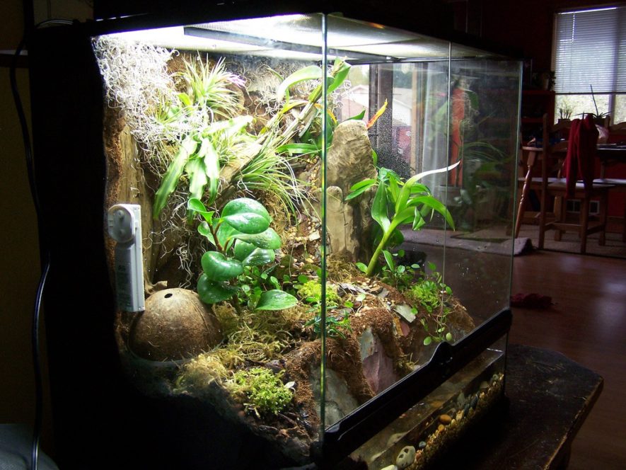 at se Mainstream ekstremister Vivarium Tank: What are the Best Enclosure Options?