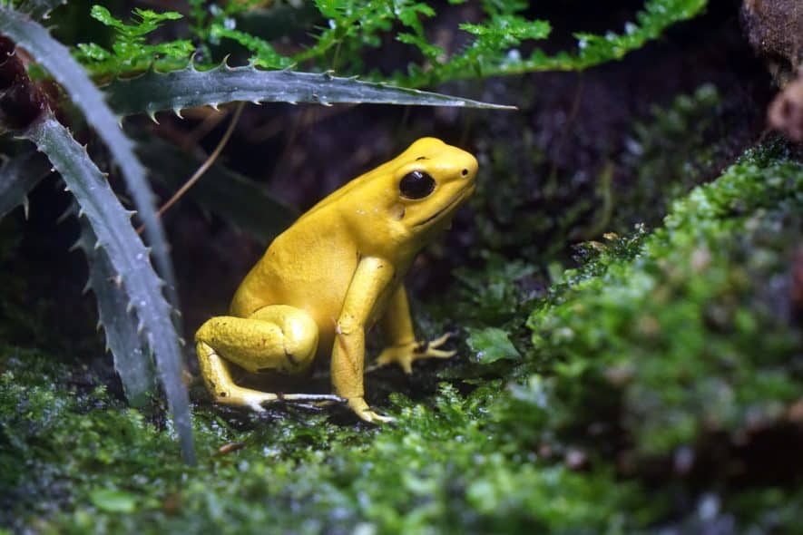  animales tropicales de terrario