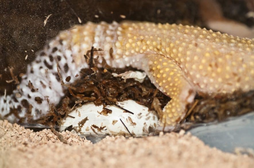 Leopard Gecko Growth Chart