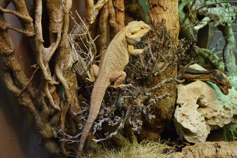 amazing bearded dragon enclosure