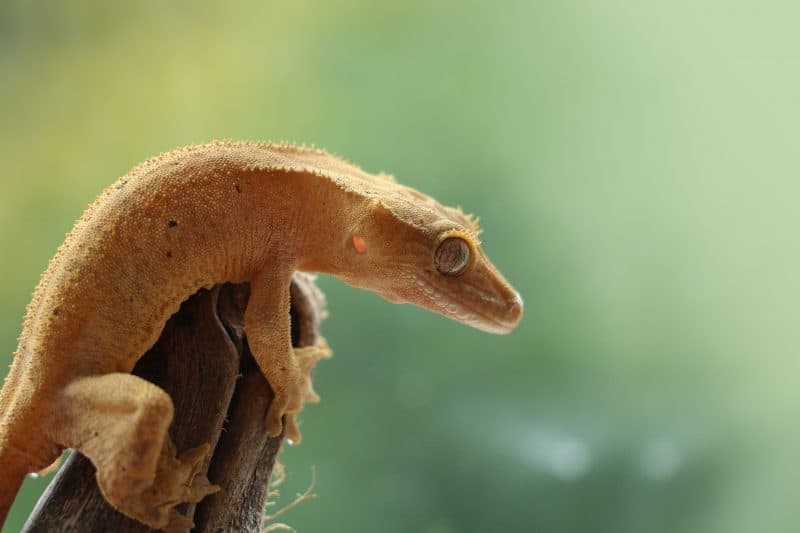 What is this green spot in my live terrarium : r/CrestedGecko