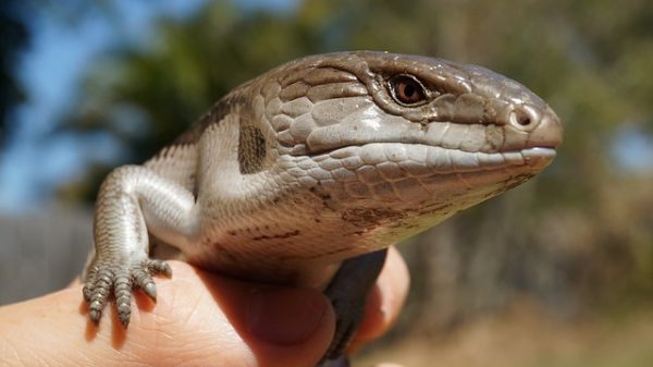 types of pet lizards for beginners