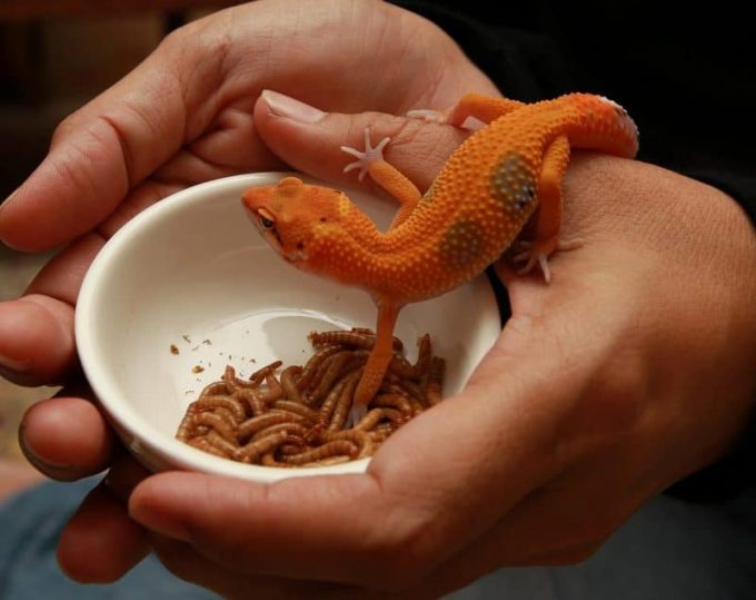 friendliest reptile pets