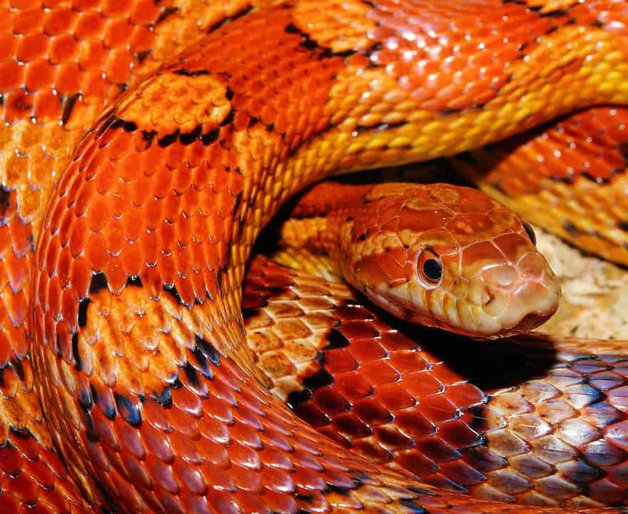 Corn Snake Feeding Chart