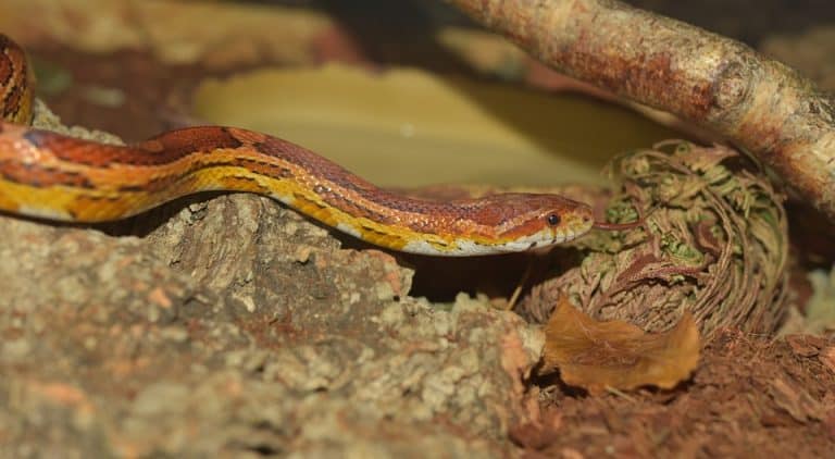 Corn Snake Habitat: What Is the Ideal Tank Setup?