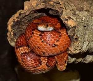 couple of corn snakes in their hide