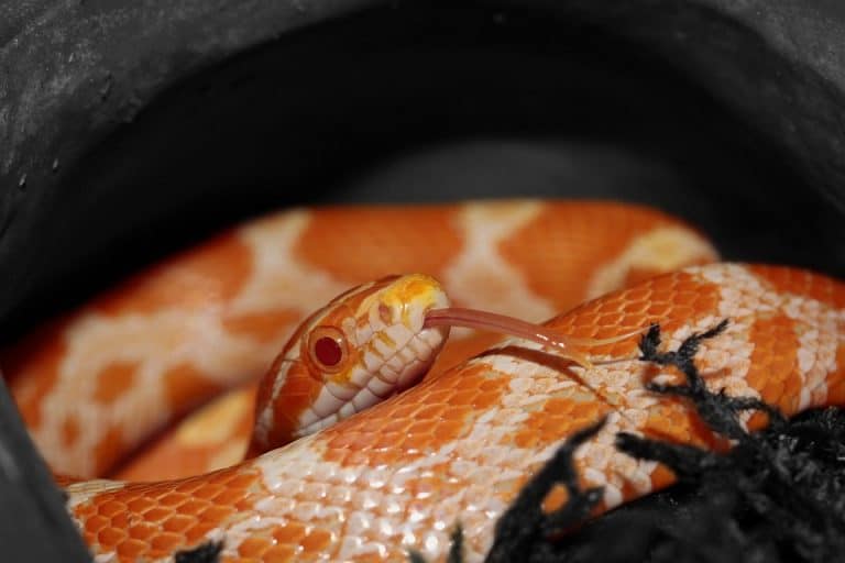 Corn Snake Habitat What Is the Ideal Tank Setup?