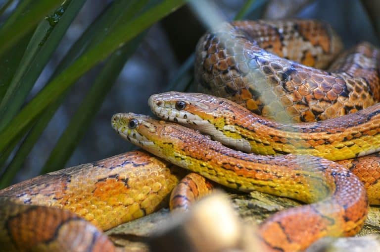 Corn Snake Habitat: What Is the Ideal Tank Setup?