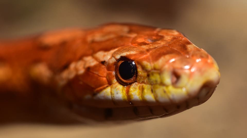 Corn Snake Size Feeding Chart