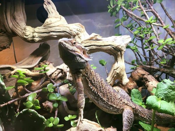 Can Bearded Dragons Cohabitate? - ABDRAGONS