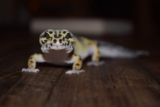 How to Tell if Leopard Gecko is Stressed?