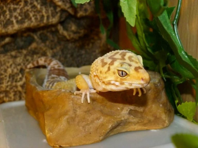 Leopard Gecko Calcium, Vitamins What Supplements to Use?