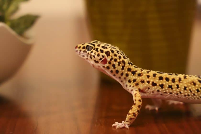 local leopard gecko breeders near me