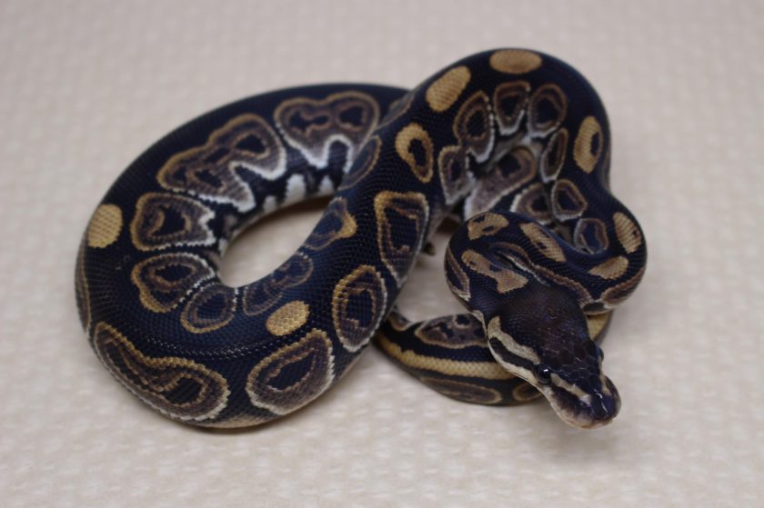 Orange-glo safe to use in a household with ball python? : r/snakes