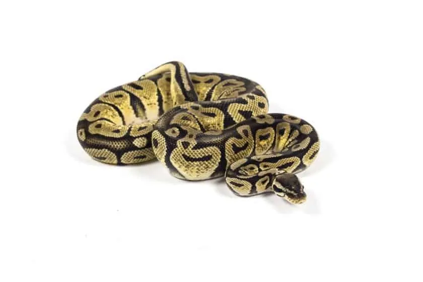 Black Pastel Ball Python Miniature // Figure // Ball Python 