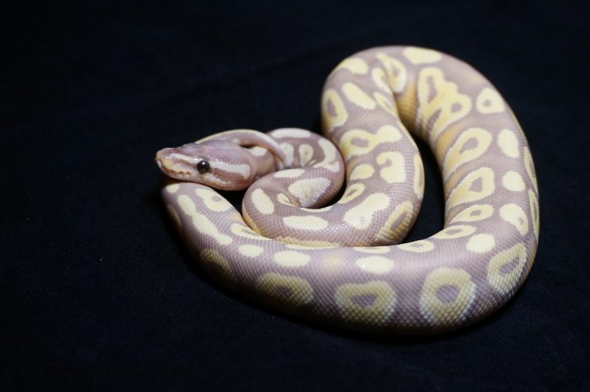 mini python snake