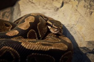 11 Signs of a Dying Ball Python (Causes and Prevention)