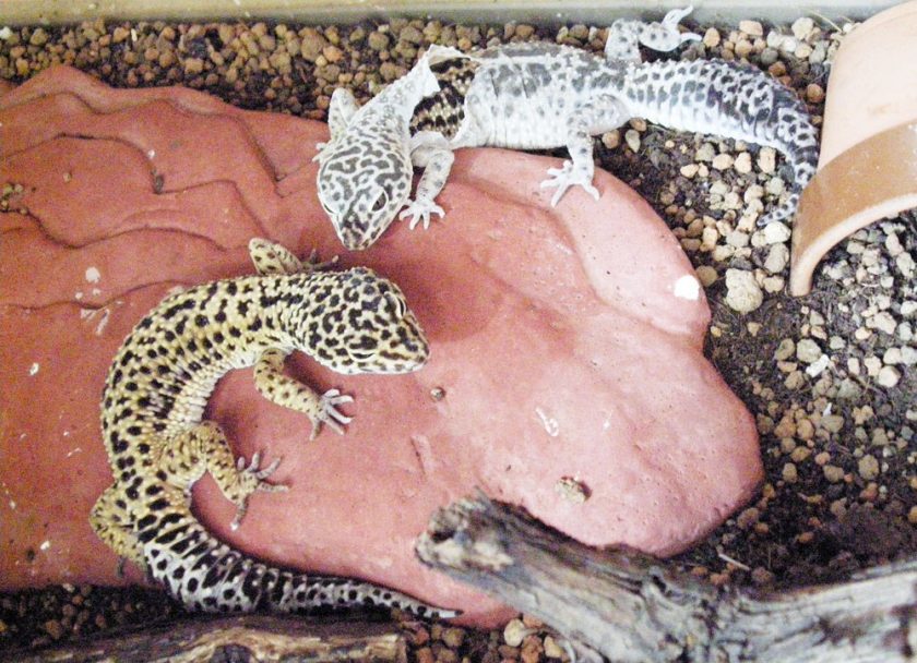 Why is My Leopard Gecko Not Shedding?