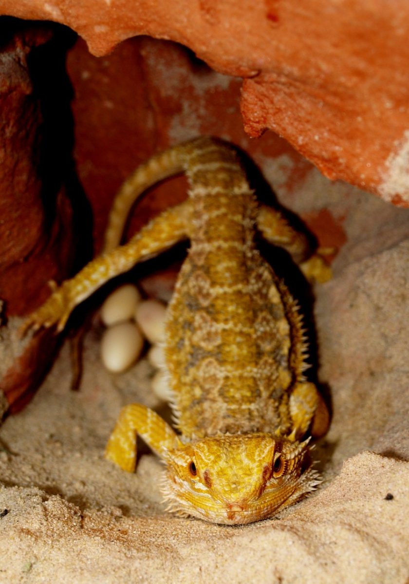 Bearded Dragon Behavior and Body Language