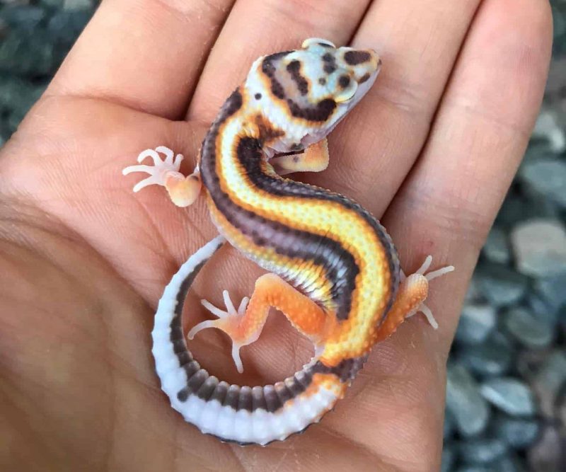 leopard gecko morphs