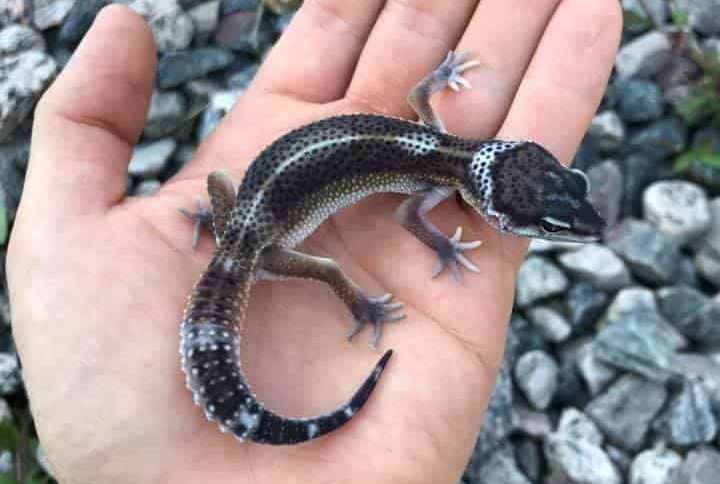 leopard gecko morphs