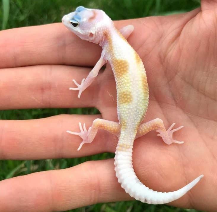 27 Most Popular Leopard Gecko Morphs (With Pictures 🦎)