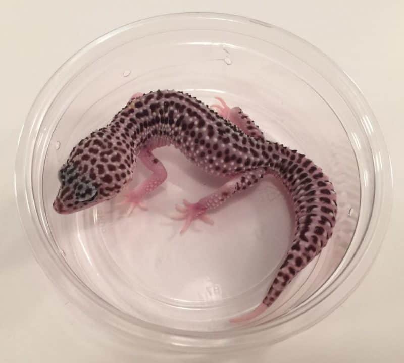 Super Snow Leopard Gecko