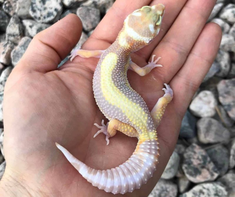 leopard gecko morphs