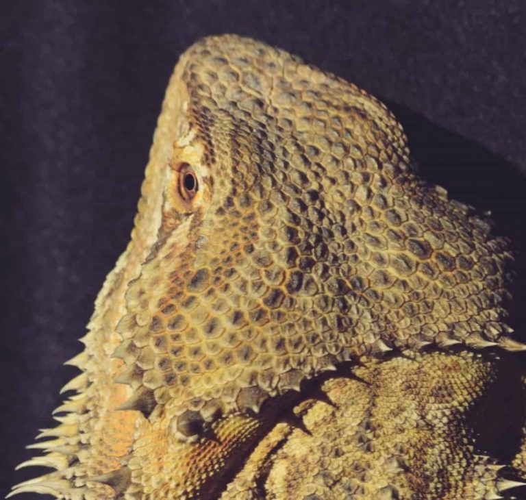 5 Reasons Why Do Bearded Dragons Turn Black?