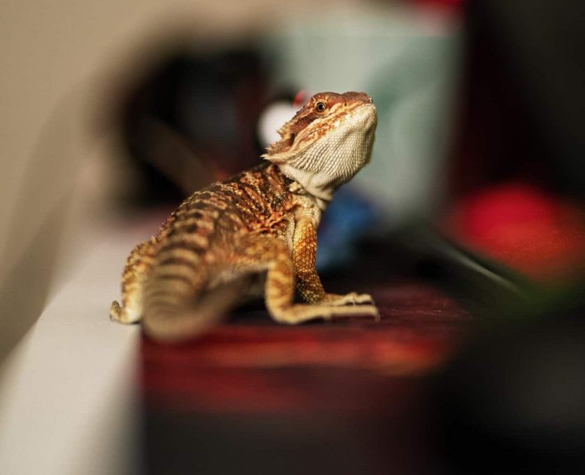 Are Bearded Dragons Good Pets? - SB Magazine