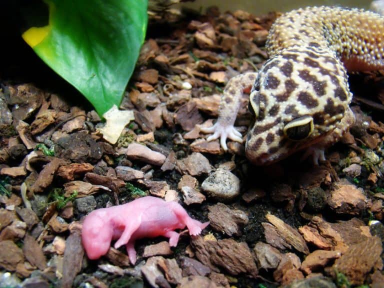 Leopard Gecko Temperature & Humidity The Ideal Level Guide • Terrarium