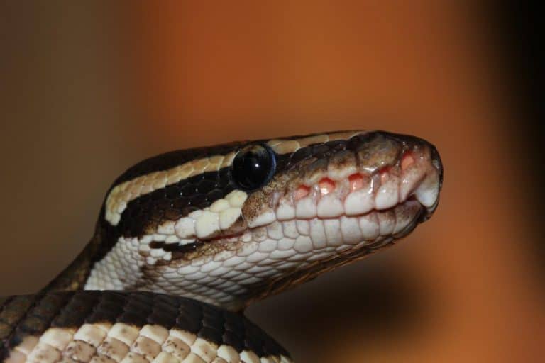 Ball Python Mouth Rot (Prevention, Symptoms & Treatment) • Terrarium Quest