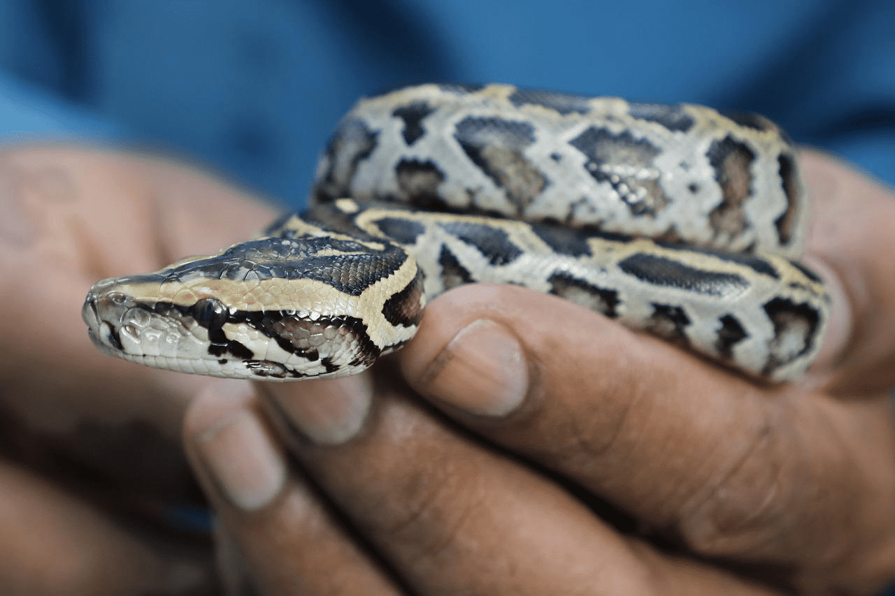 Ball Python Hissing (Reasons & What to Do About It)