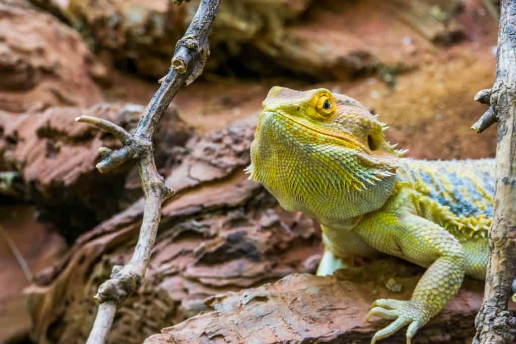 Friendly Bearded Dragon on wood
