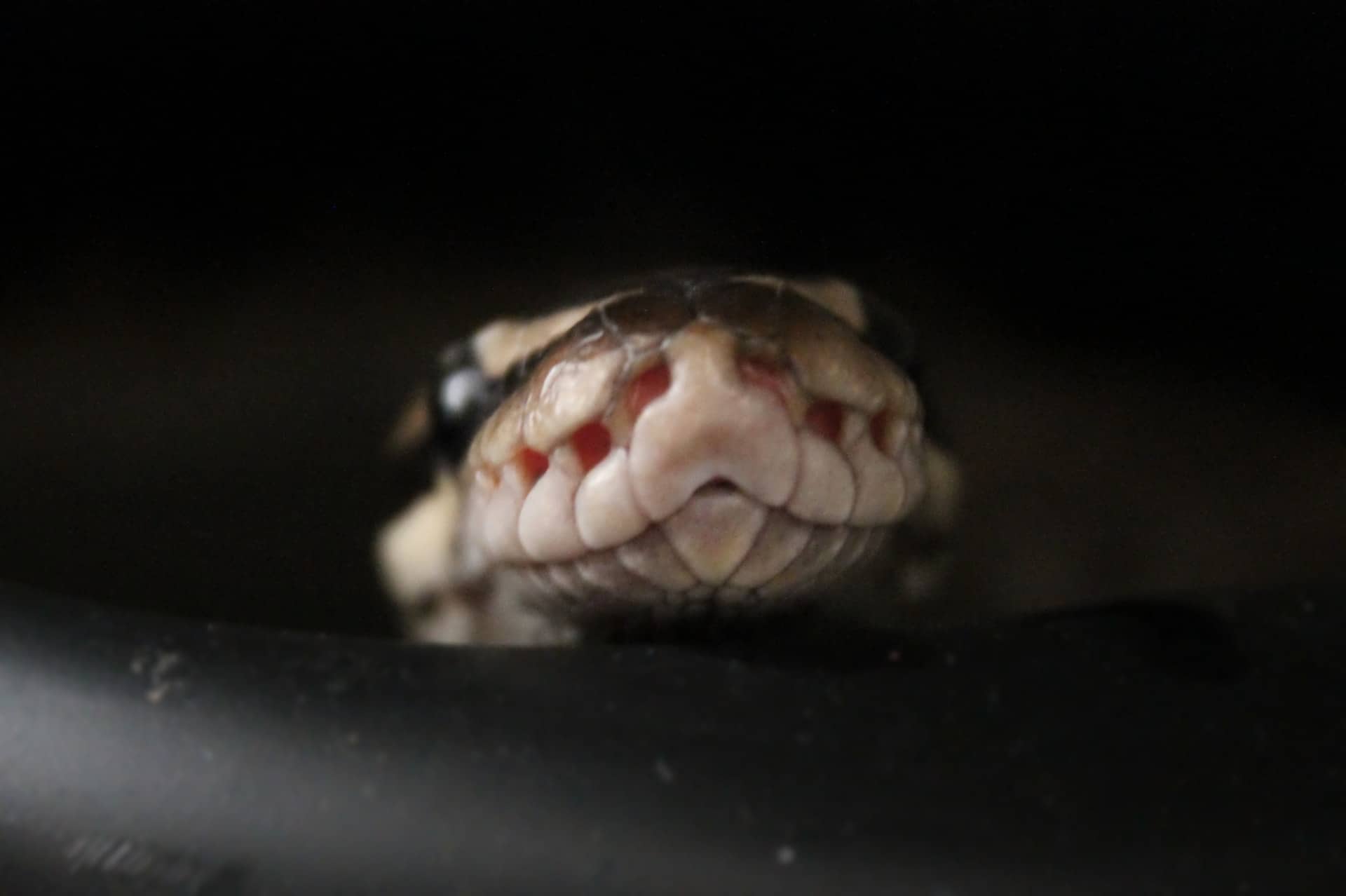 Ball Python Respiratory Infection (Symptoms & Treatment)