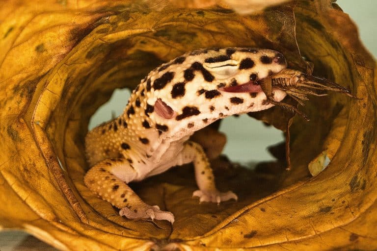 Leopard Gecko Eye Infection (Causes and Treatment)