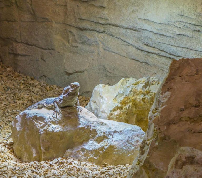 7 Best Bearded Dragon Basking Rocks (And Other Props)