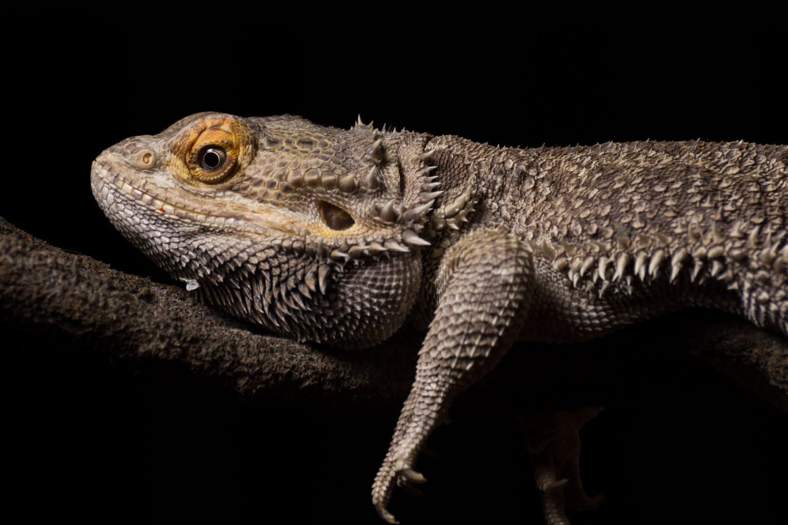 How to Tell if Your Bearded Dragon Is Dying Signs & Causes