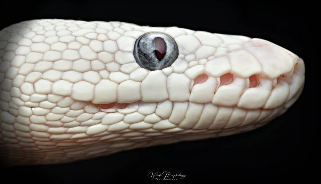Blue Eyed Leucistic ball pyhon