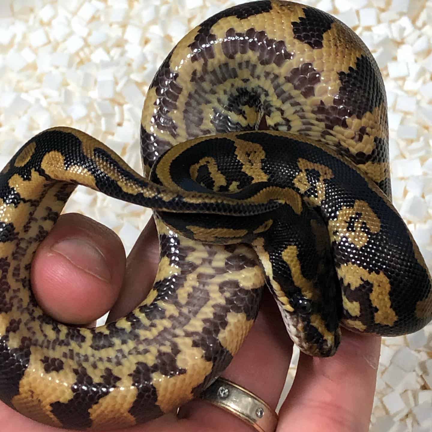 acid ball python constricted reptiles