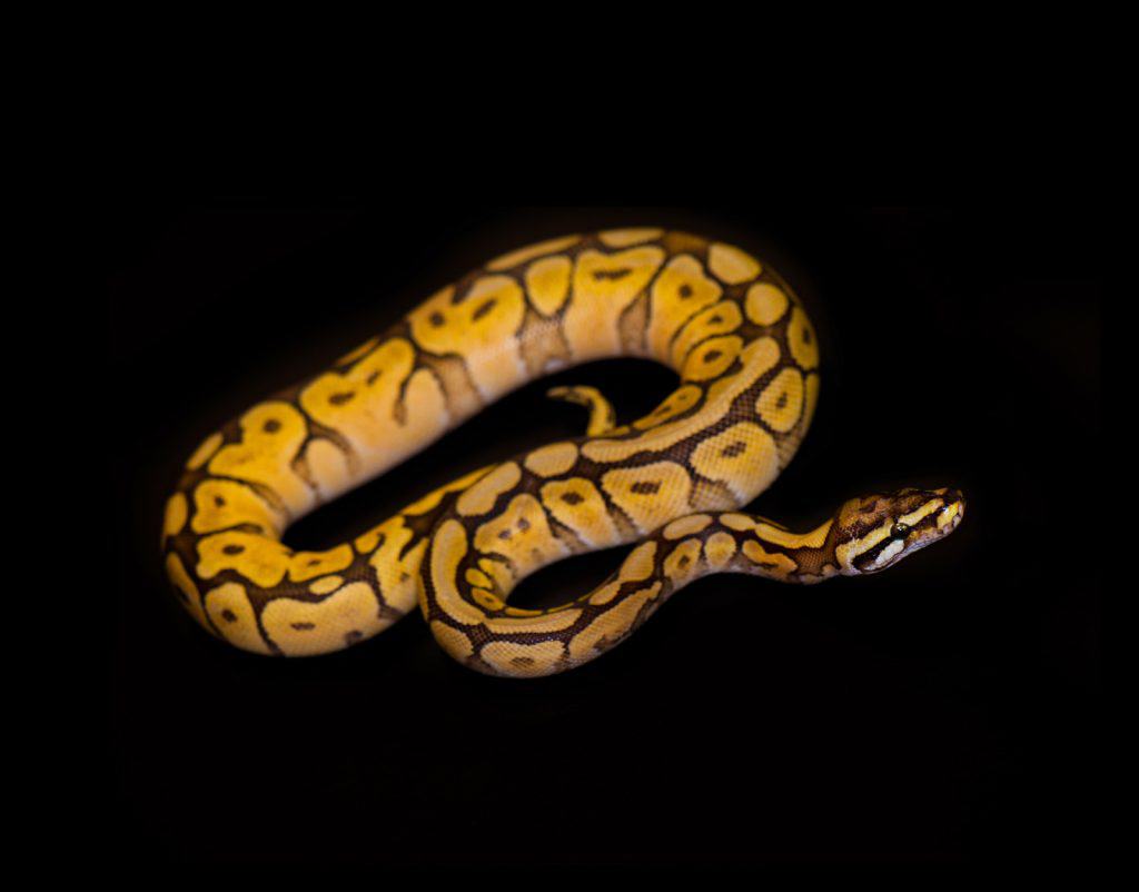 small yellow and black ball python