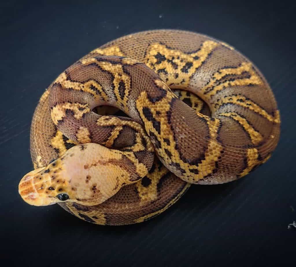 Stranger Ball Python Collectors Ball Python